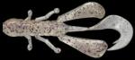 Jackall Naluci JACKALL Vector Bug 2.5" Ghost Shrimp, 6.3cm, 8 buc/plic (jackall-087802)
