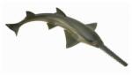 CollectA Figurina rechin fierastrau m collecta (COL88659M) - bravoshop Figurina