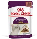 Royal Canin Sensory Smell - Hrană umedă bucăți de carne în sos 12 x 85 g