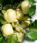 Duna-R Eszter F1 1000 szem