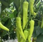 Duna-R Dála F1 1000 szem