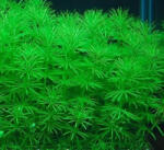 INVITAL Bacopa myriophylloides (IN-VITRO pohár Ø 7 cm)