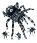  Ideiglenes hamis tetoválás combra, vádlira, hátra, pók, tarantula (MET026)
