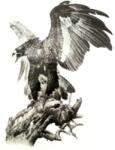  Hatalmas felragasztható ideiglenes tetoválás a hátra ragadozó madár, sas (MET039)