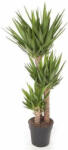  Yucca óriás pálmaliliom 27 cm-es cserépben, kb. 140 cm magas