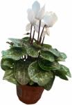  Cyclamen ciklámen 12 cm-es cserépben, kb. 10 cm magas
