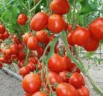 Bejo Benito 1000 szem