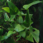 INVITAL Anubias gracilis (Cserép Ø 5, 5 cm)