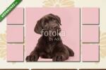  Többrészes Vászonkép, Premium Kollekció: Adoble barna labrador kiskutya fekszik rózsaszín háttéren(135x80 cm, W01)