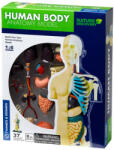 Thames & Kosmos Set pentru copii Kosmos - Anatomia corpului uman (260830)