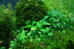 INVITAL Anubias nana bonsai (Cserép Ø 5, 5 cm)