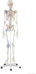 Erler Zimmer Emberi csontváz izomjelekkel és szalagokkal, 176 cm (MO-3010)