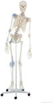 Erler Zimmer Emberi csontváz mozgatható gerinccel és szalagokkal, 176 cm (MO-3013)