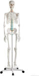 Erler Zimmer Emberi csontváz, 176 cm (MO-2960)