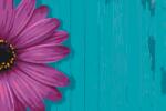  Festés számok szerint - Sárga gerbera Méret: 40x60cm, Keretezés: Keret nélkül (csak a vászon)