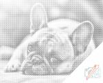  PontPöttyöző - Bulldog Méret: 40x50cm, Keretezés: Keret nélkül (csak a vászon), Szín: Fekete