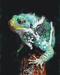  Festés számok szerint - Saurian Méret: 40x50cm, Keretezés: Keret nélkül (csak a vászon)