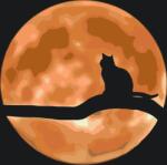  Festés számok szerint - Macska teliholdkor Méret: 40x50cm, Keretezés: Keret nélkül (csak a vászon)