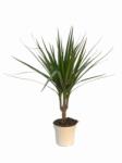  Dracaena Marginata Magenta sárkányfa 17 cm-es cserépben kb. 25 cm magas