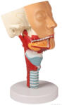 Erler Zimmer Szétszedhető fej modell (MO-C133)