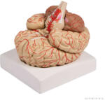 Erler Zimmer Emberi agy modell artériákkal, 8 részes (MO-C220)