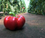 Capsico Bronco 1000 szem - delgazda - 6 605 Ft