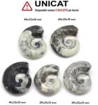  Fosil Natural Goniatit - 39-44 x 31-35 x 13-16 mm - ( XL ) - 1 Buc