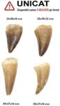  Fosil Natural Dinte de Dinozaur Masazaur Maroc - 30-39 x 17-19 x 12-14 mm - ( XL ) - 1 Buc