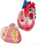 Erler Zimmer Óriási szívmodell, 3-szoros nagyítású, 2 részes - EZ kiterjesztett valóság (MO-G254)