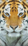 Pixelhobby Pixel szett 6 normál alaplappal, színekkel, tigris (808078)