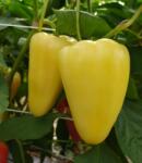 Capsico Borka 1000 szem