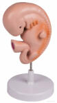 Erler Zimmer Emberi embrió, 4 hetes (MO-L215)