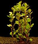 INVITAL Ludwigia palustris (Cserép Ø 5, 5 cm)