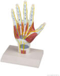 Erler Zimmer Kéz anatómia szerkezeti modell (MO-M260)