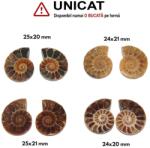  Fosil Natural Brute Ammonit Cleoniceras Druzy Opalizat - 24-25 x 20-21 mm - ( XXL) - 1 Pereche