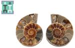  Fosil Natural Brute Ammonit Cleoniceras Opalizat Druzy - 45-46 x 36-37 mm - ( XXL) - 1 Pereche