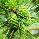  Fenyőtoboz (Pinus silvestris - Pine Cones) Bailey virágeszencia 10ml