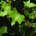  Borostyán (Hedera helix - Ivy) Bailey virágeszencia 10ml