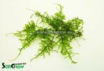 INVITAL Christmas moss (V. Montagnei) Holland csésze Ø 11, 5 cm