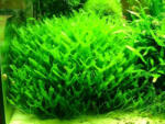 INVITAL Monosolenium tenerum (Pelia moss) (Pohár Ø 8 cm)