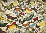 Jumbo - Puzzle Afiș fluture - 1 000 piese Puzzle