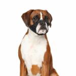 DUVO Boxer намордник за куче - обиколка 51-71 см, Белгия - 4705135