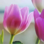 Demeter Group Tulipánok dekorációs falmatrica 32x69cm (32x69cm)