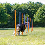 TRIXIE Dog Activity játék Agility szlalom 12db 115 x 3cm (028-3206)