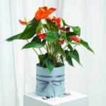 ImodFlowers Anthurium în Ghiveci