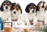 Artgeist Fotótapéta - Sad Puppies 100x70