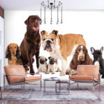 Artgeist Fotótapéta - Dog Integration 400x280
