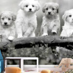 Artgeist Fotótapéta - Four Puppies 300x210