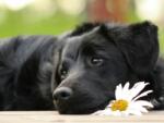  Fekete labrador kutya virággal kreatív gyémánt kirakó készlet