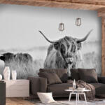 Artgeist Öntapadó fotótapéta - Highland Cattle 392x280